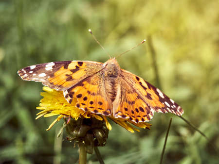 Colorful butterfly on a flower.