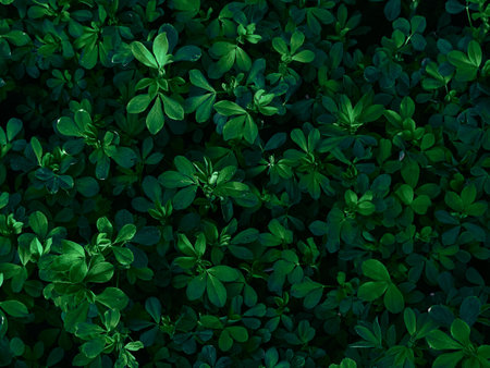 Background of dark green leaves.の写真素材