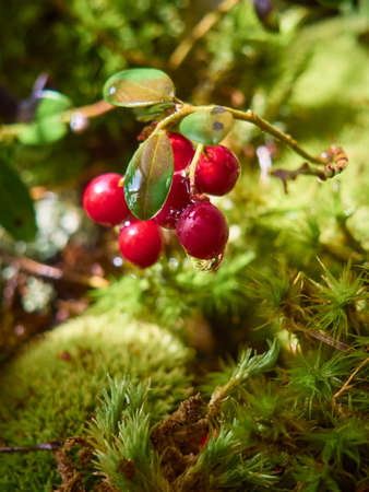 Red ripe lingonberry on natural forest background