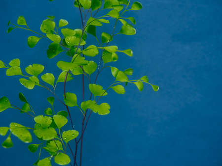 Green leaves on blue color background.の写真素材