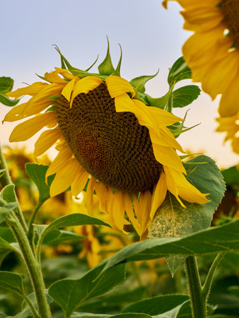 Sunflowers blooming in the fieldの写真素材