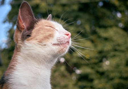 Portrait of a cute funny cat.の写真素材