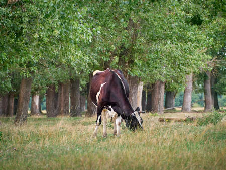 Cow on a green field.の写真素材