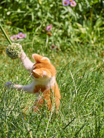 Kitten playing in the grass.