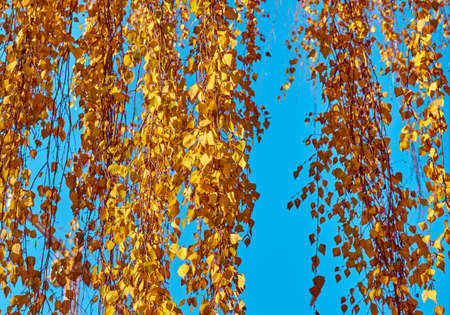 Birch branches with yellow leaves on a background of the skyの写真素材