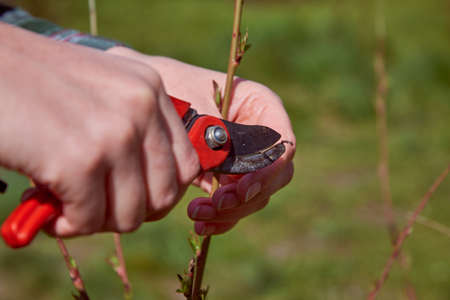 Pruning of trees by secateurs.の写真素材