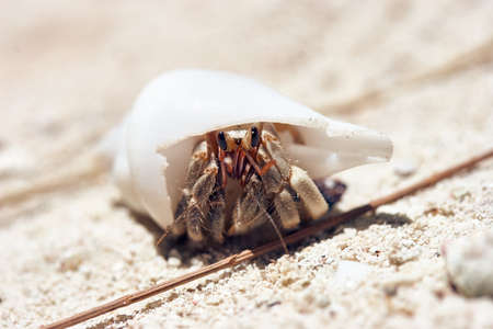Macro shot of small hermit crab with white shell in the sand of the archipelago Palau