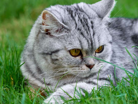 Kitten in the green grass.の写真素材