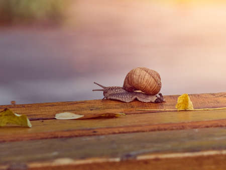 A slow grape snail crawls up the bark of a tree overgrown with moss. Beautiful bokeh in the background.の写真素材