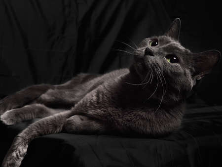 Studio portrait of relaxing dark gray cat on dark background in low keyの写真素材