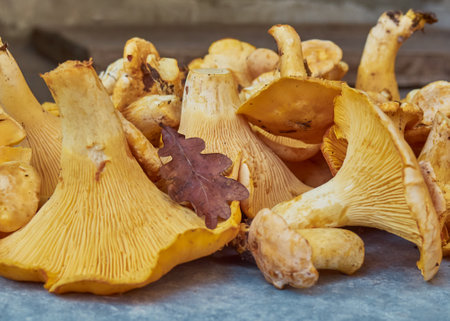 Fresh yellow chanterelle edible mushrooms.