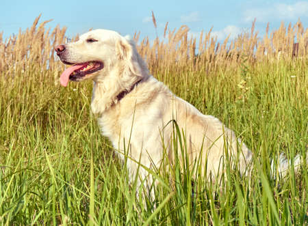 Cute retriever on the nature background.