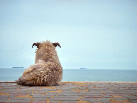 Lonely homeless shaggy dog looking at the seaの写真素材