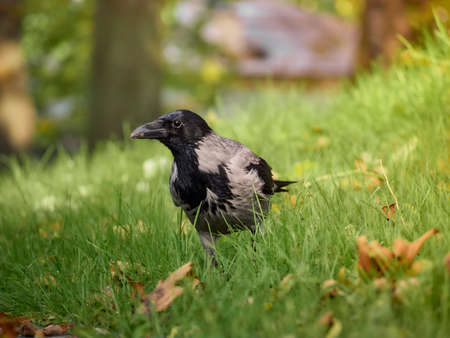 City crow on the lawn in the park in the green grass