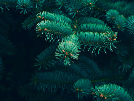 Background of Christmas tree branches.