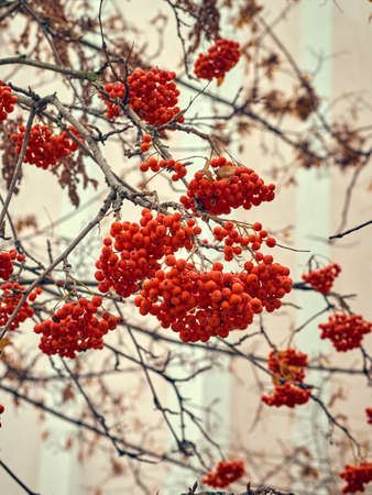 Red rowan berries on a tree without leaves.の写真素材