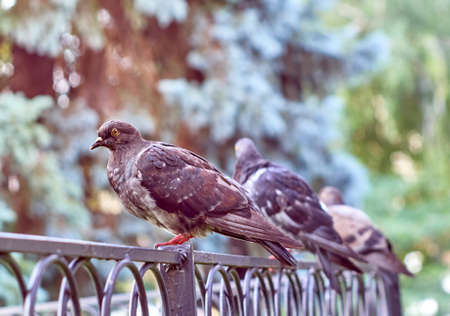 A ruffled pigeons are sitting on fenceの写真素材