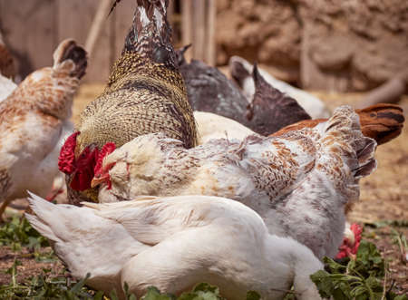 Free range chicken on a farm.の写真素材