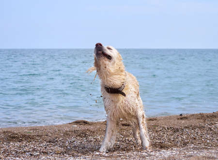 White golden labrador retriever dog on the beach