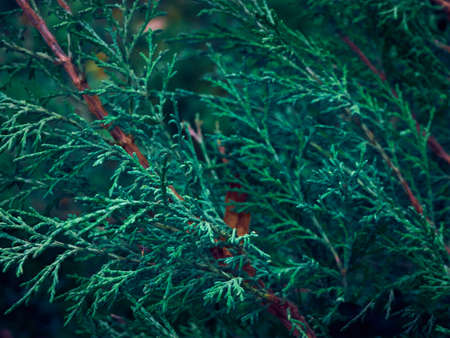 Green thuja tree branches background.の写真素材