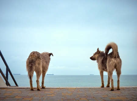 Lonely homeless shaggy dogs looking at the seaの写真素材