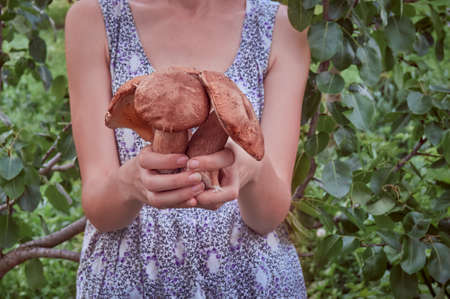 Fresh mushrooms in the hands.