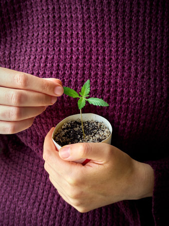 Hands holding young green plant.の写真素材