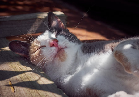 Portrait of a cute funny cat.の写真素材