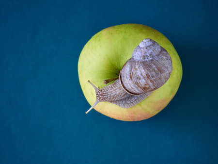 Snail on apple on background.の写真素材