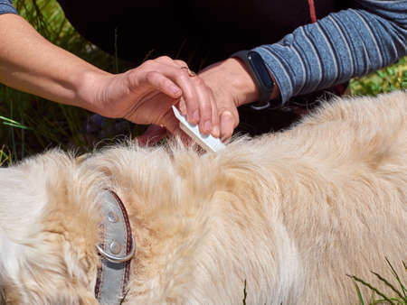 The veterinarian examines the pet's fur for parasites. Flea and tick repellent is dripped onto the dog's withers.の写真素材