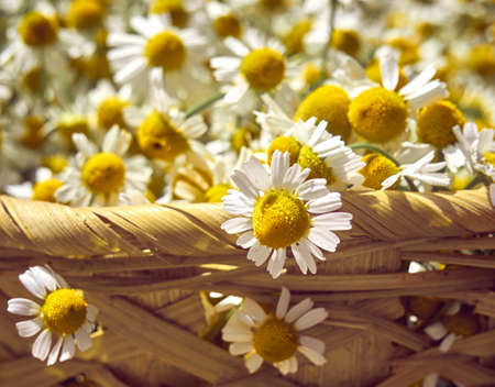 Chamomile flowers in a basket.の写真素材