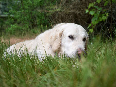 Beauty Golden retriever dog on the grassの写真素材
