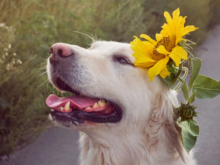 Young retriever on the road.の写真素材