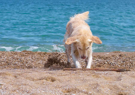 White golden labrador retriever dog on the beachの写真素材