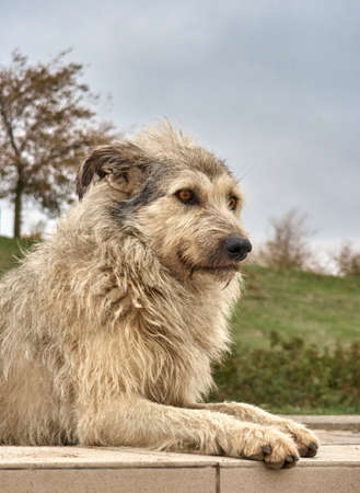 Alone homeless shaggy dog with a piercing eyes.の写真素材