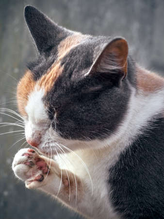 Portrait of a cute funny cat.の写真素材