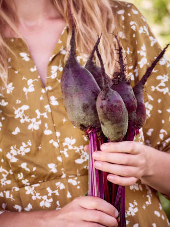 A beet in the hands of an woman farmer.の写真素材