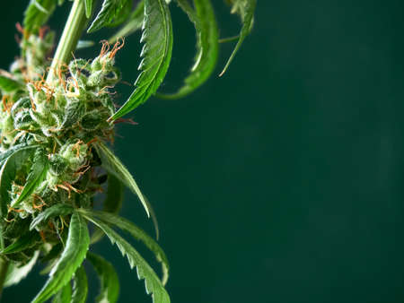 Medical marijuana bud or hemp plant blossom with leaves on the green backgroundの写真素材