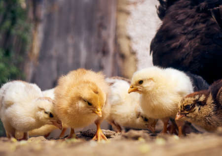 Chicken with chickens in the farmyard.
