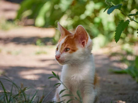 Kitten playing in the garden.の写真素材
