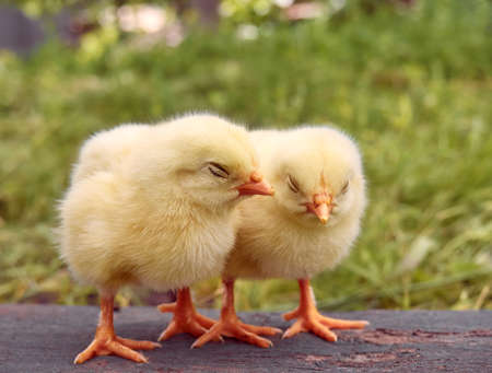 Little yellow cute baby chicks.の写真素材