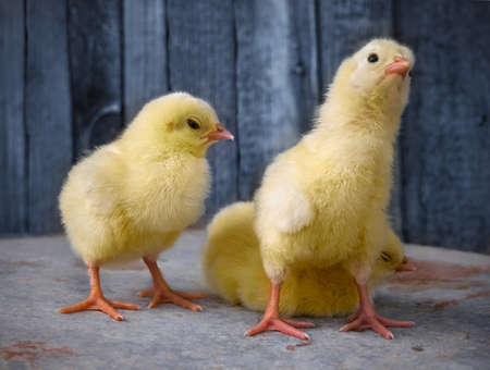 Little yellow cute baby chicks.の写真素材