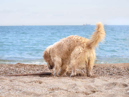 White golden labrador retriever dog on the beach