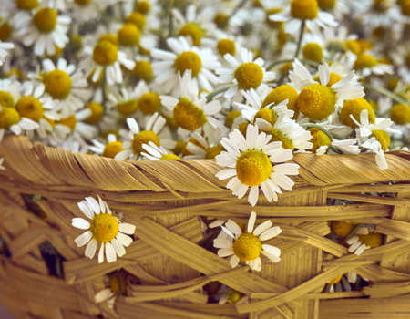 Chamomile flowers in a basket.の写真素材