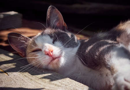 Portrait of a cute funny cat.の写真素材