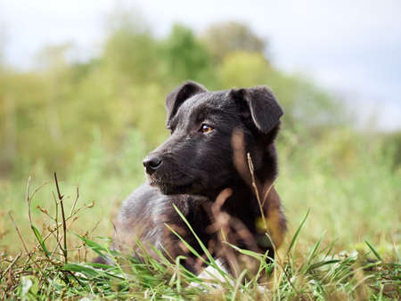Black puppy on the grass.の写真素材