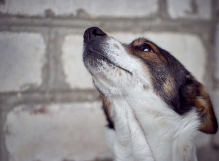 Portrait of a cute dog.の写真素材