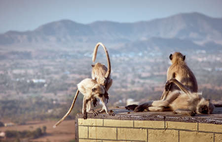 Sacred langur or gray langur (Semnopithecus ajax) monkeys grooming each other. India, Rajasthan,...