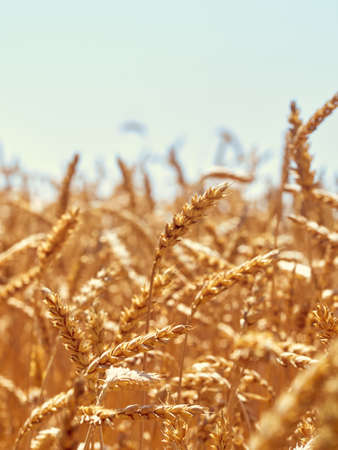 Golden ripe ears of wheat.の写真素材