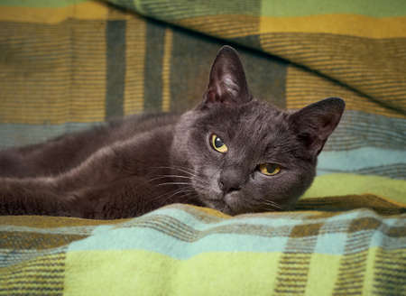 Portrait of a gray relaxed catの写真素材